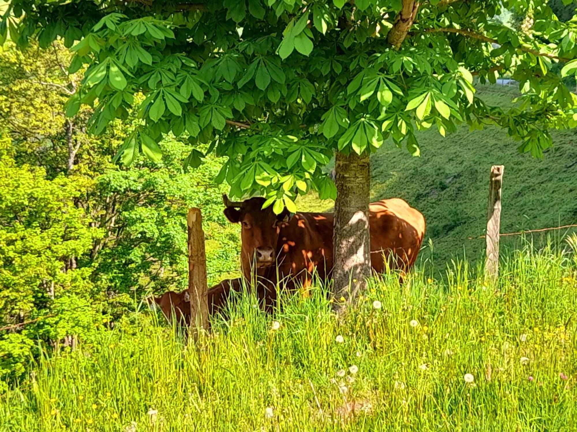Hallmoosgut Sankt Johann im Pongau Eksteriør bilde