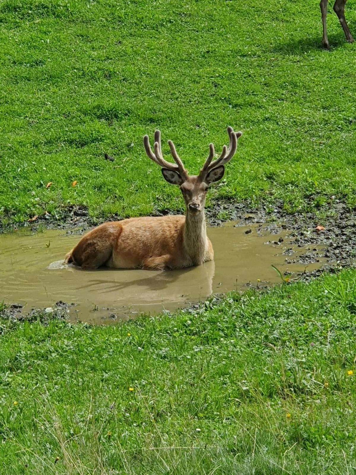 Hallmoosgut Sankt Johann im Pongau Eksteriør bilde
