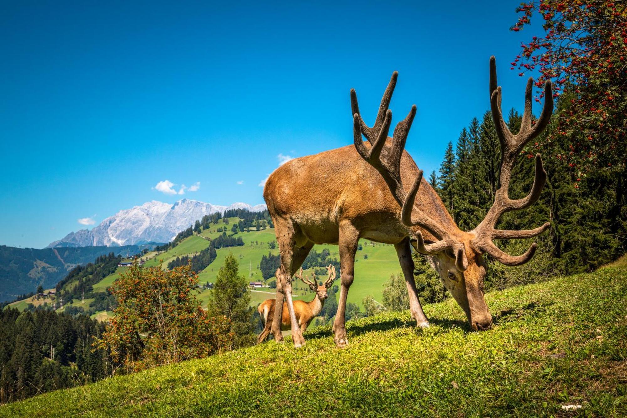 Hallmoosgut Sankt Johann im Pongau Eksteriør bilde