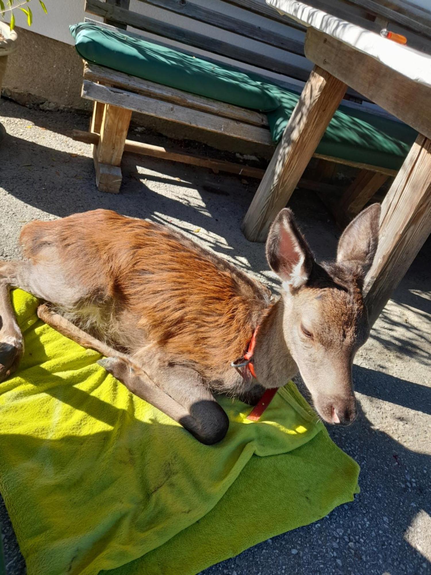 Hallmoosgut Sankt Johann im Pongau Eksteriør bilde