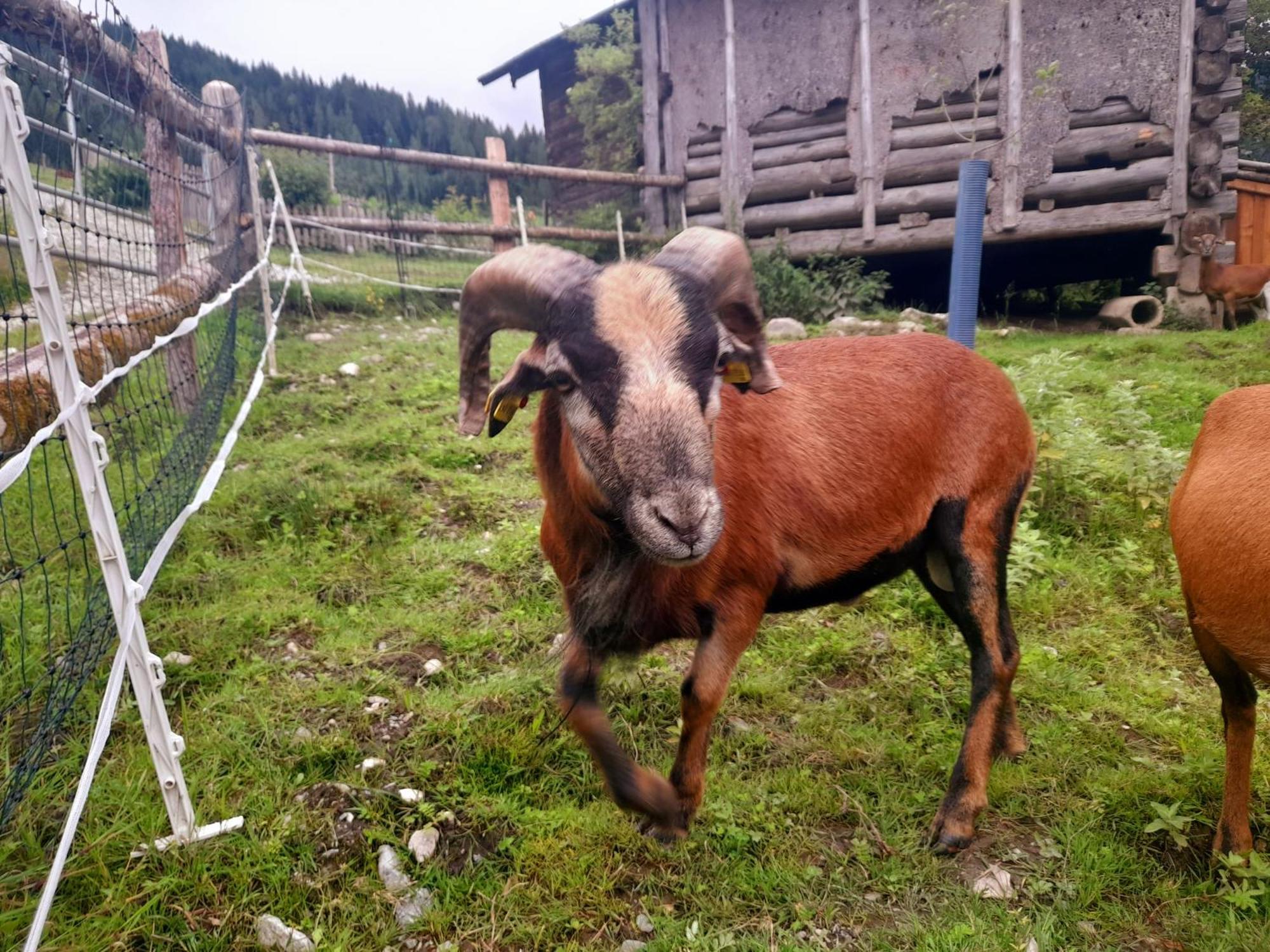 Hallmoosgut Sankt Johann im Pongau Eksteriør bilde